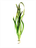 Load image into Gallery viewer, Vallisneria Neotropicalis