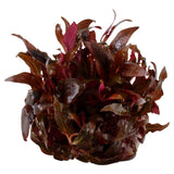 Load image into Gallery viewer, 1-2-Grow! Alternanthera reineckii &#39;Mini&#39;