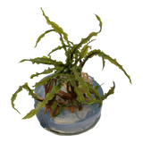 Load image into Gallery viewer, 1-2-Grow! Cryptocoryne crispatula