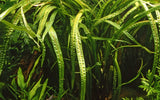 Load image into Gallery viewer, 1-2-Grow! Cryptocoryne crispatula