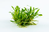 Load image into Gallery viewer, 1-2-Grow! Cryptocoryne parva