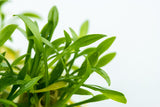 Load image into Gallery viewer, 1-2-Grow! Cryptocoryne parva