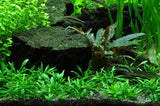 Load image into Gallery viewer, 1-2-Grow! Cryptocoryne parva