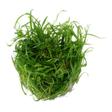 Load image into Gallery viewer, 1-2-Grow! Helanthium tenellum &#39;Green&#39;