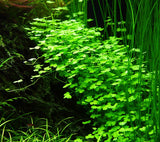 Load image into Gallery viewer, 1-2-Grow! Hydrocotyle tripartita