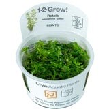 Load image into Gallery viewer, 1-2-Grow! Rotala rotundifolia &#39;Green&#39;