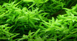 Load image into Gallery viewer, 1-2-Grow! Rotala rotundifolia &#39;Green&#39;