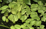 Load image into Gallery viewer, 1-2-Grow! Salvinia auriculata