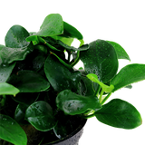 Load image into Gallery viewer, Anubias &#39;Petite&#39;