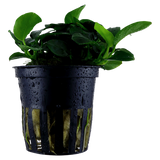 Load image into Gallery viewer, Anubias &#39;Petite&#39;