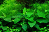 Load image into Gallery viewer, Anubias barteri var. nana &#39;Large&#39;