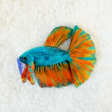 Load image into Gallery viewer, Betta Opal Plushie