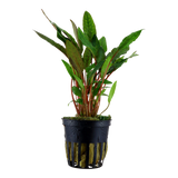Load image into Gallery viewer, Cryptocoryne beckettii &#39;Petchii&#39;