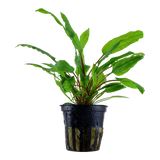 Load image into Gallery viewer, Cryptocoryne wendtii