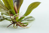Load image into Gallery viewer, 1-2-Grow! Echinodorus &#39;Reni&#39;