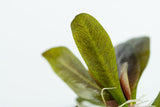 Load image into Gallery viewer, 1-2-Grow! Echinodorus &#39;Reni&#39;