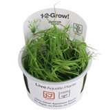 Load image into Gallery viewer, 1-2-Grow! Juncus repens