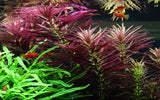 Load image into Gallery viewer, Limnophila hippuridoides