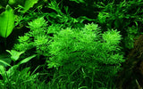 Load image into Gallery viewer, Limnophila sessiliflora