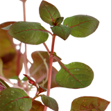 Load image into Gallery viewer, Ludwigia palustris