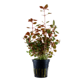 Load image into Gallery viewer, Ludwigia palustris