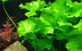 Load image into Gallery viewer, Nymphoides hydrophylla &#39;Taiwan&#39;