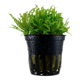 Load image into Gallery viewer, Pogostemon helferi